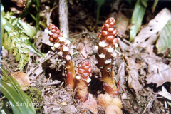 Balanophora polyandra